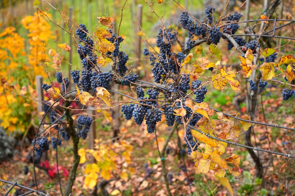 a close up of some berries