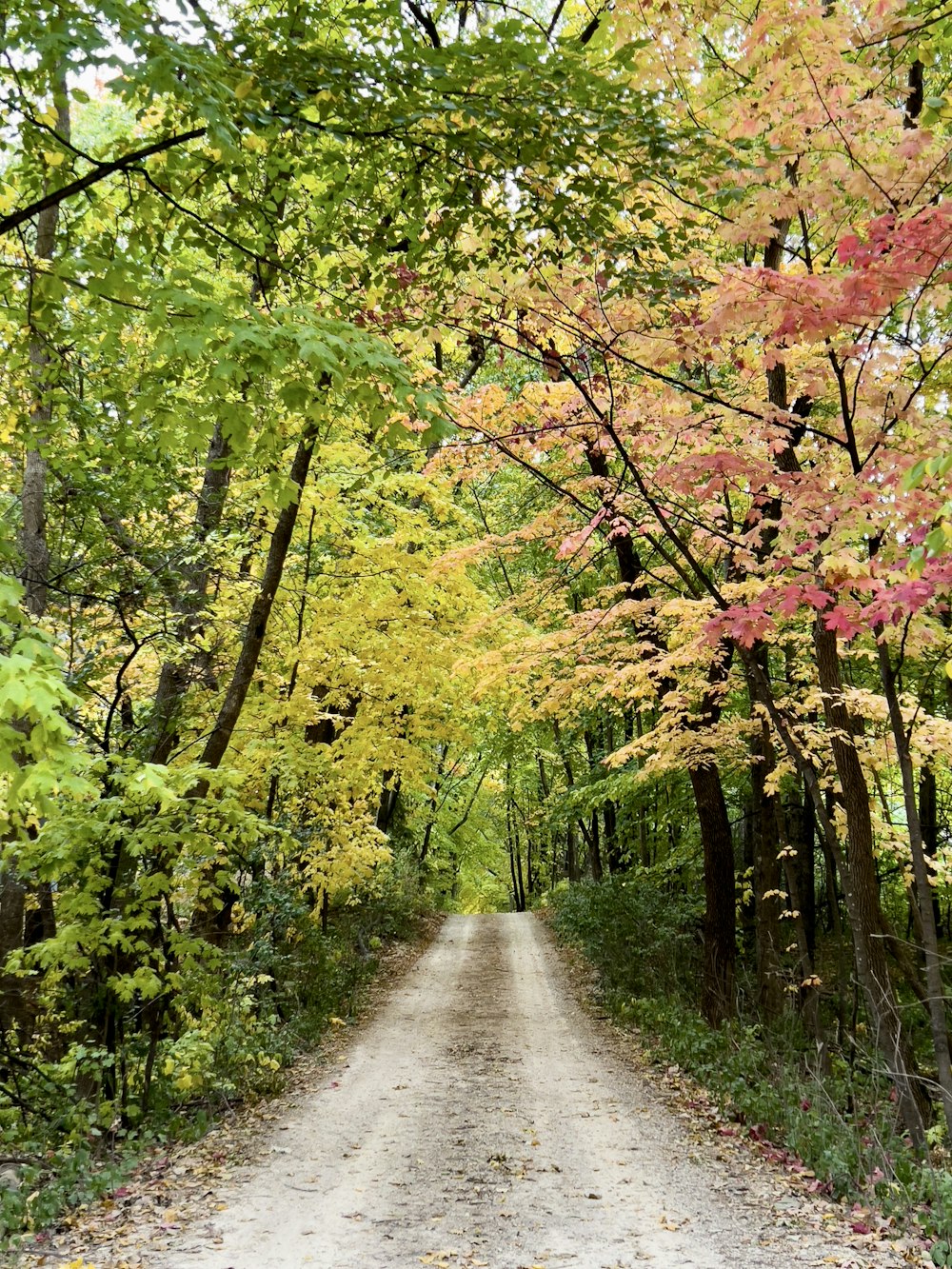 a dirt road in a forest