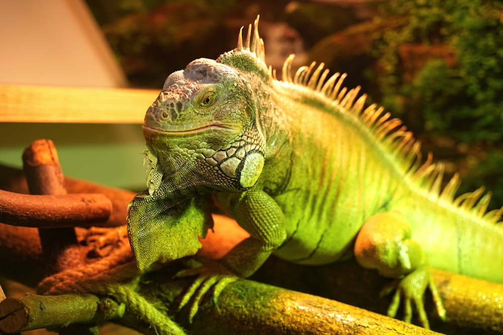 a green lizard on a branch