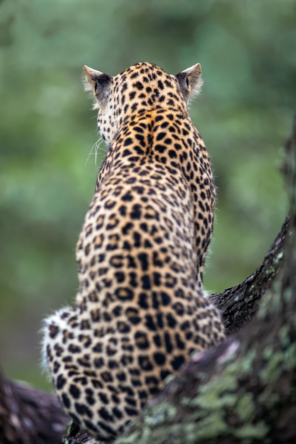 A leopard resting on a tree branch