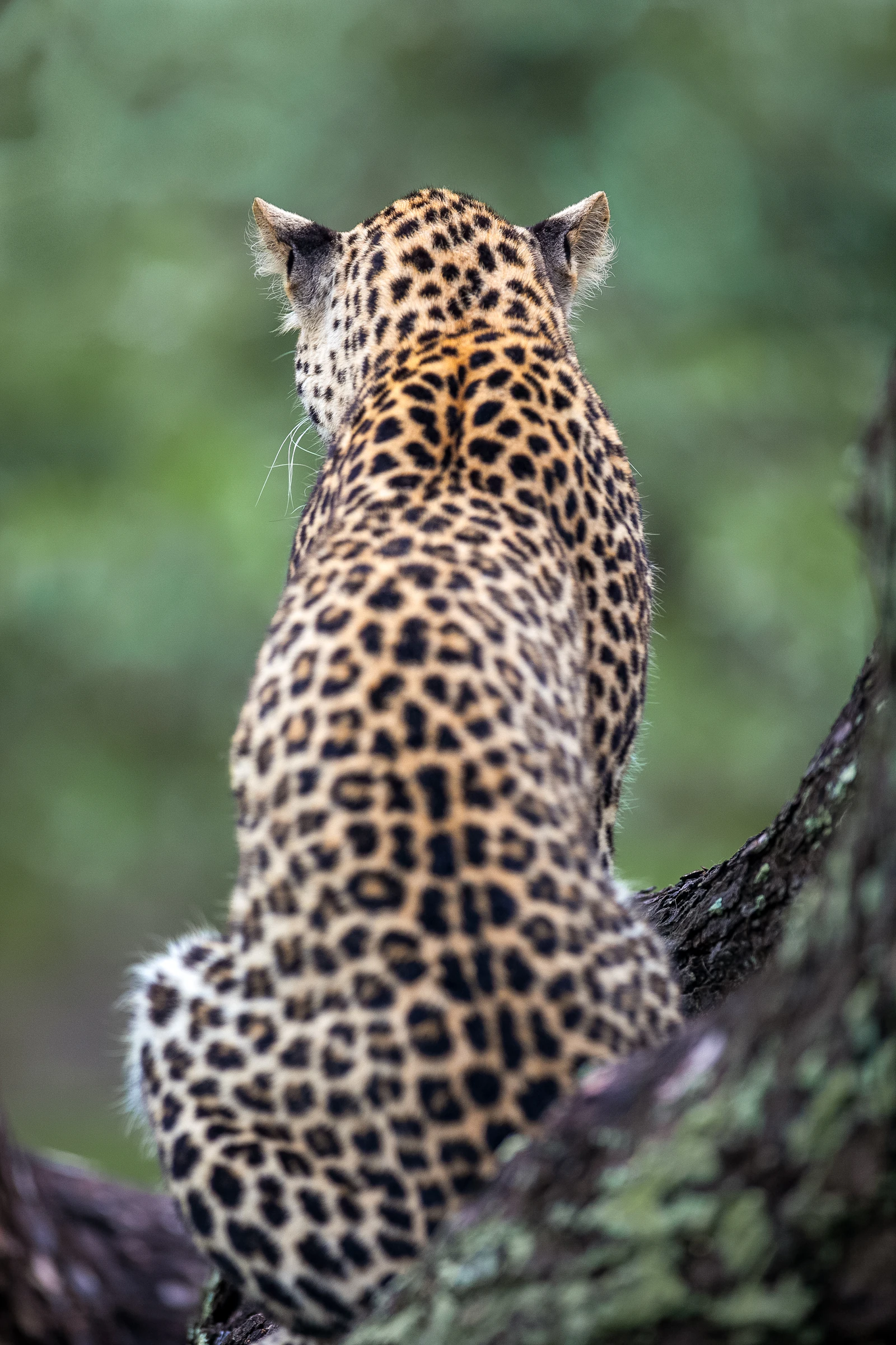 A leopard resting on a tree branch
