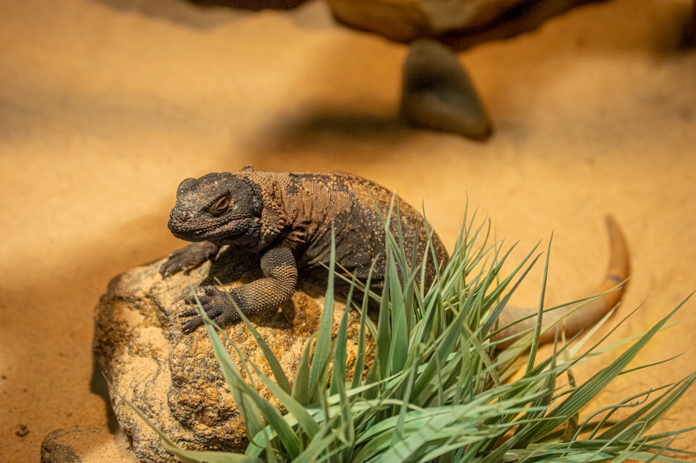 a lizard on a rock