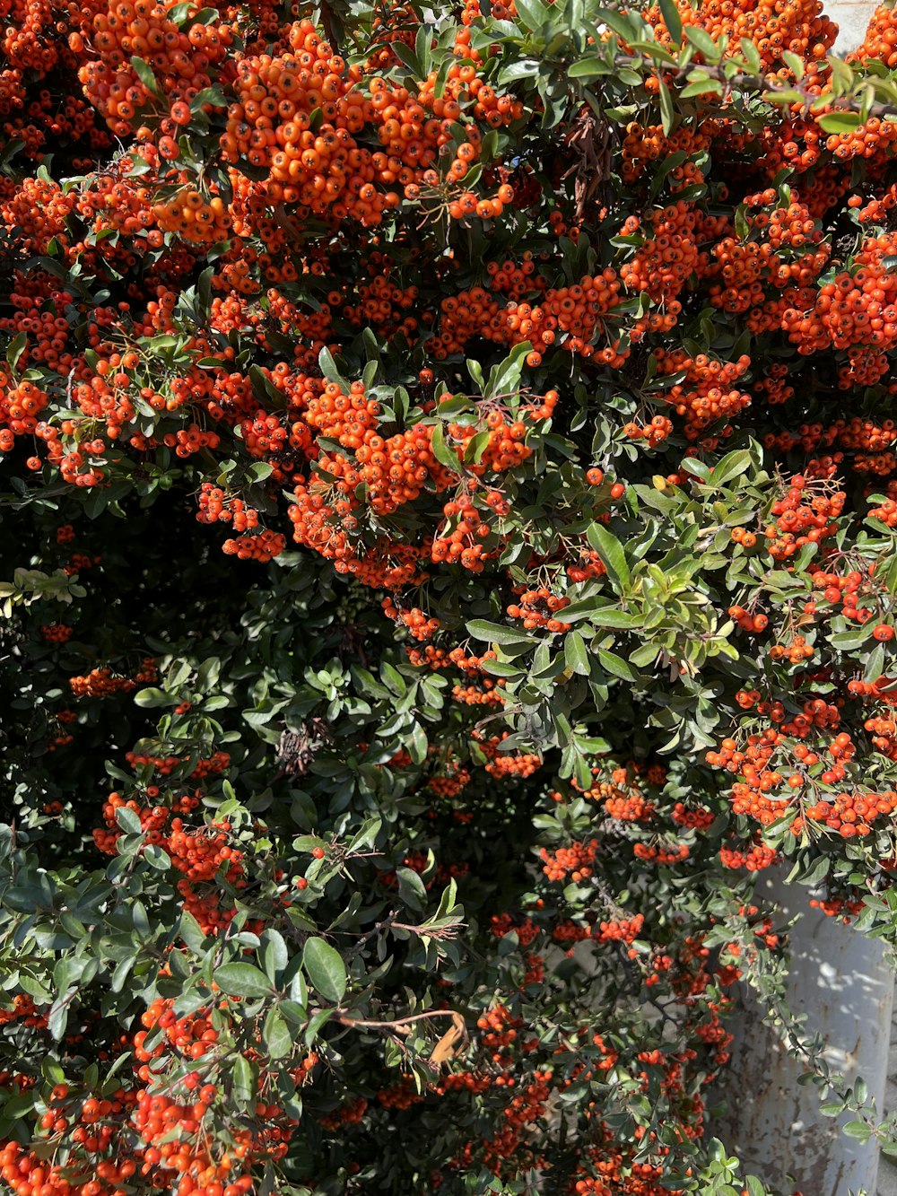 a tree with red flowers