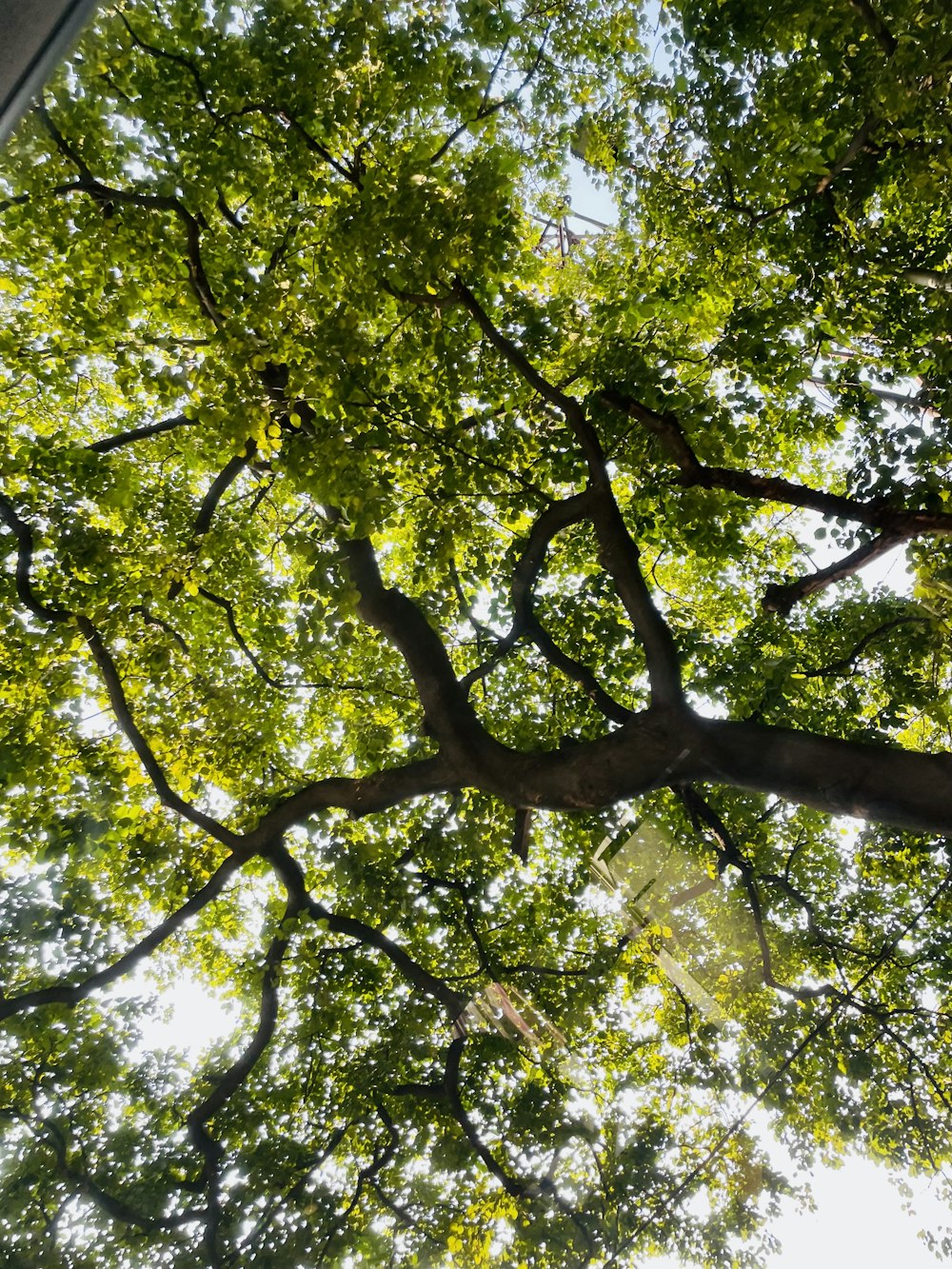 a tree with many branches