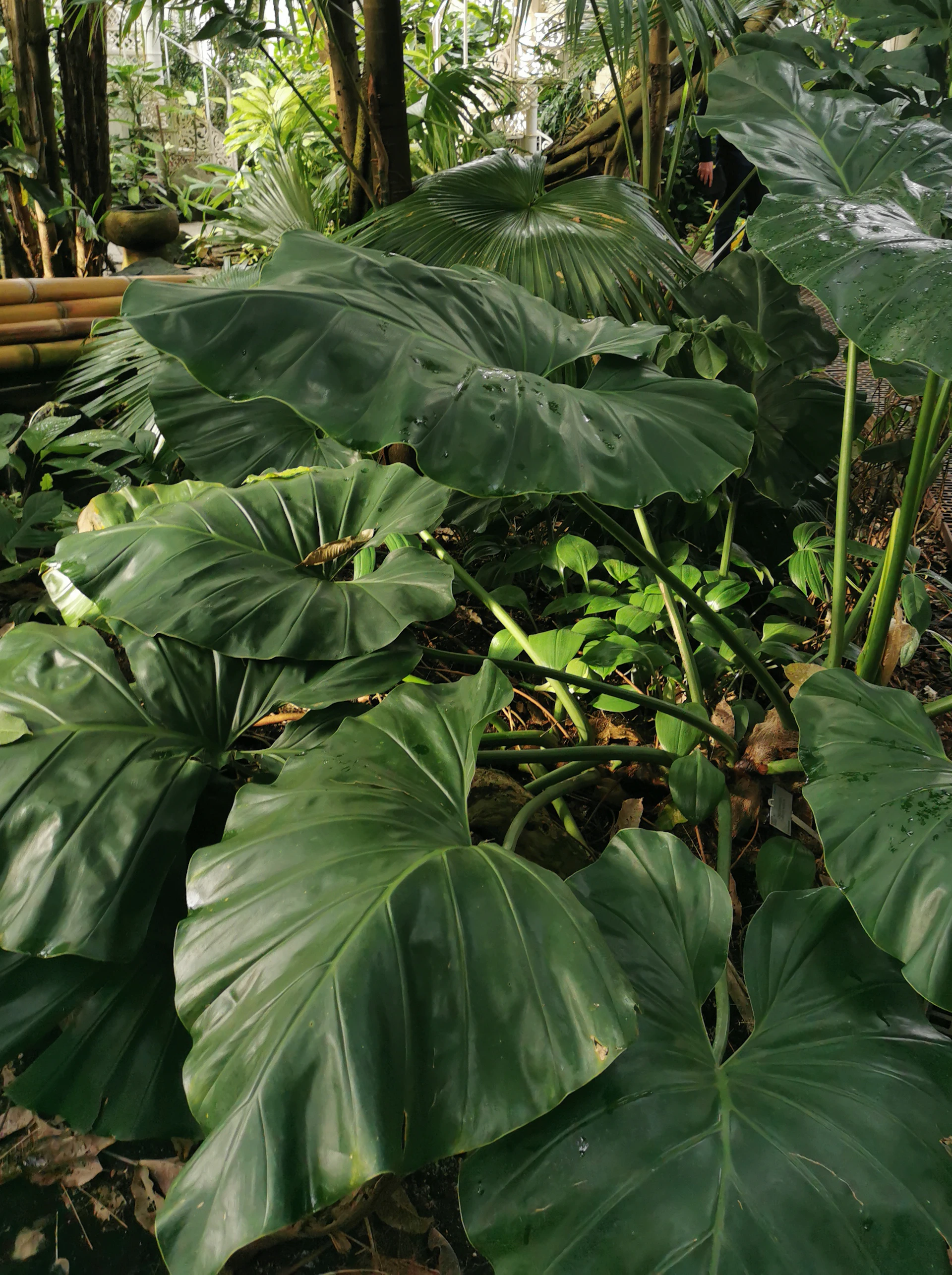 a group of green leaves