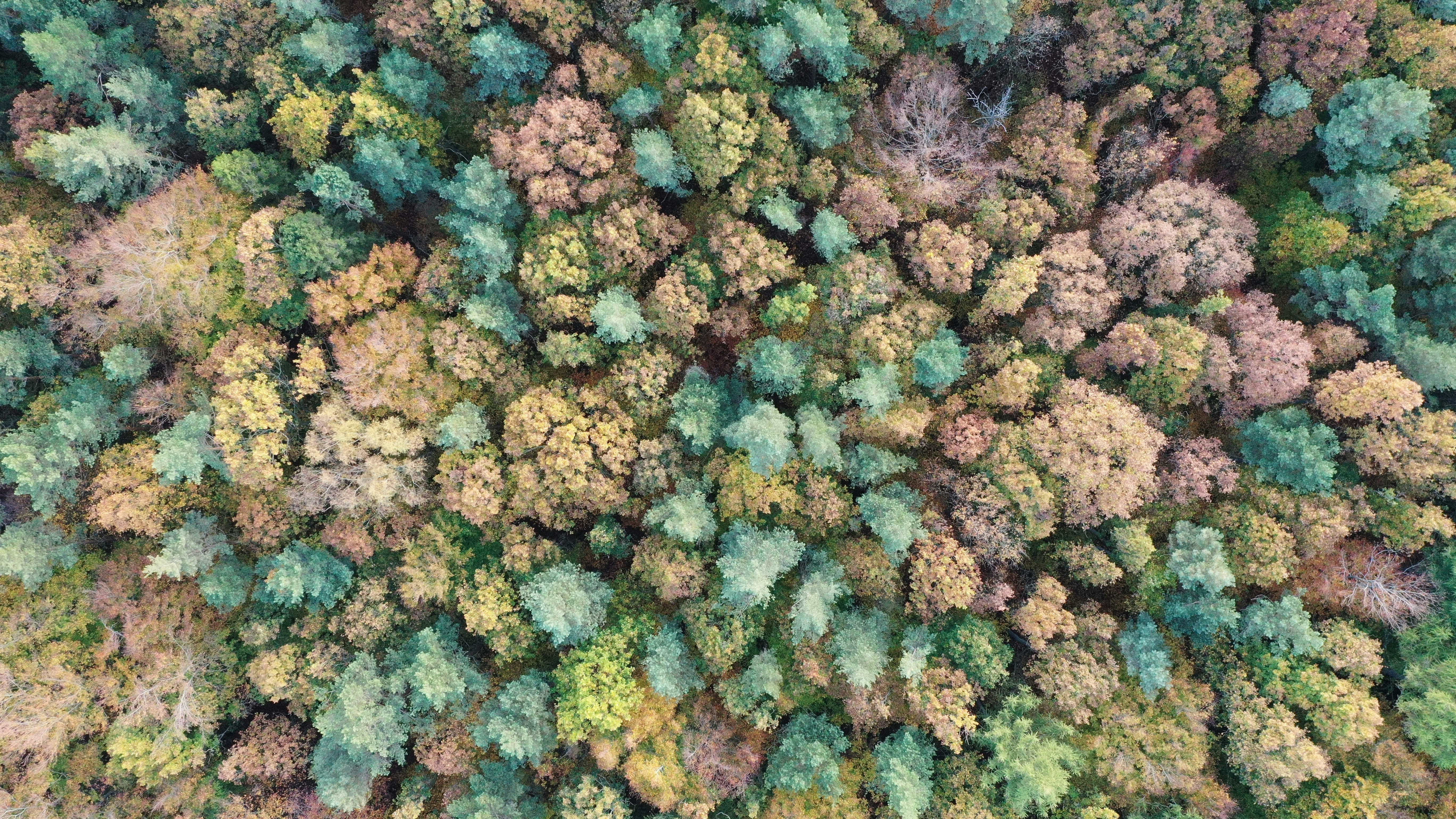 a close up of some coral