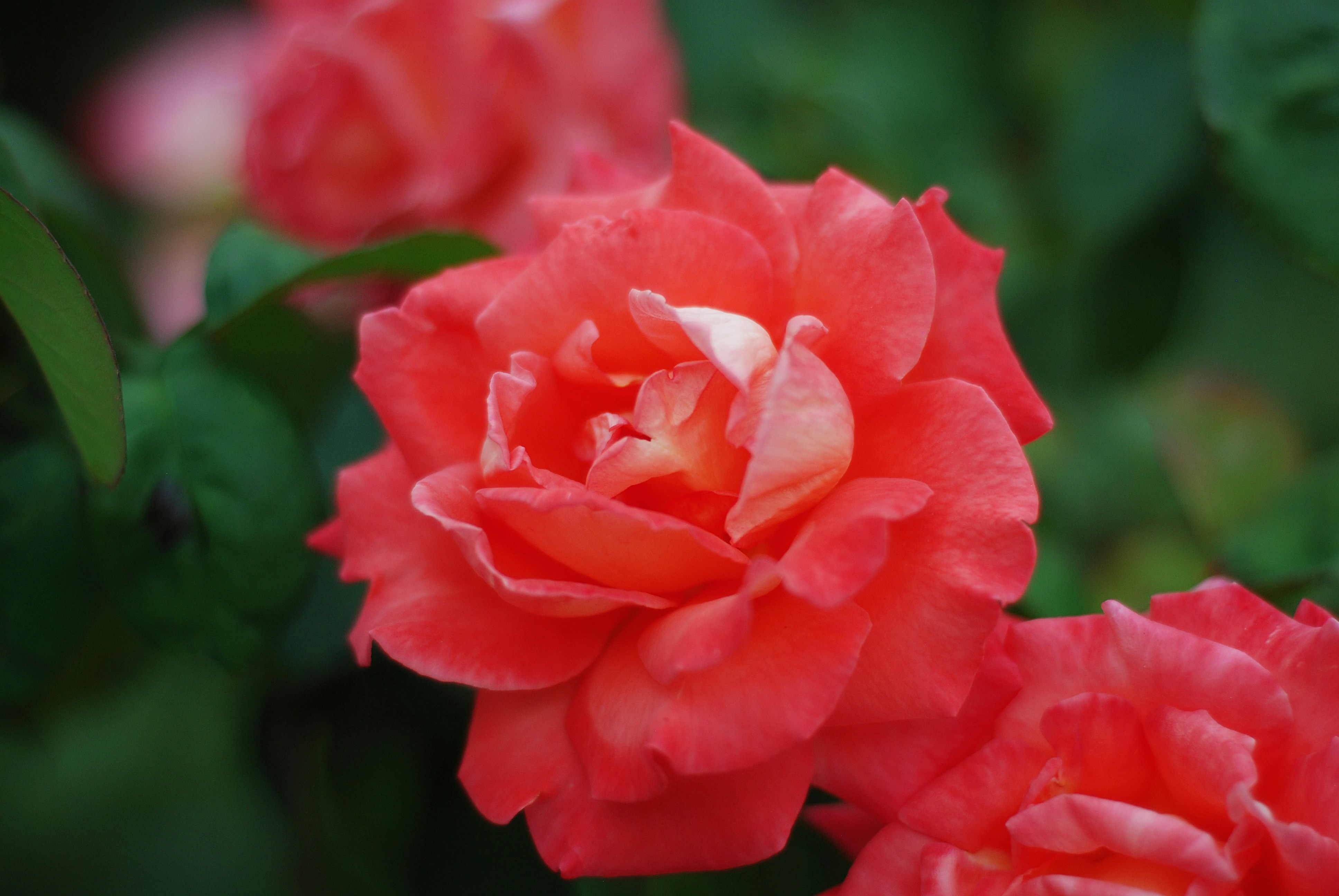 Photo by kovalskihelga