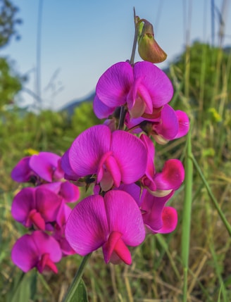wild sweet pea Lathyrus sylvatica