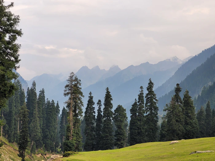 Best Gluten-Free Restaurants and Cafes in Gulmarg