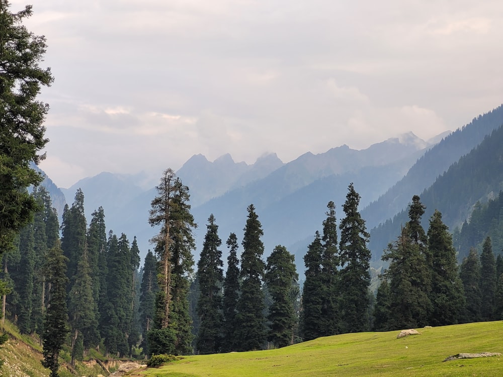 a forest of trees on a hill