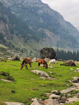 Kashmir Packages 