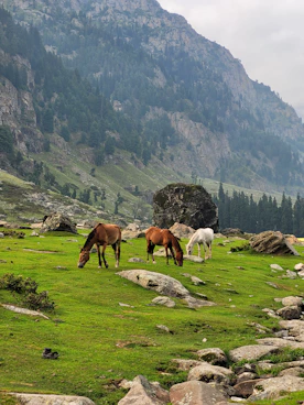 horses grazing on a mountain