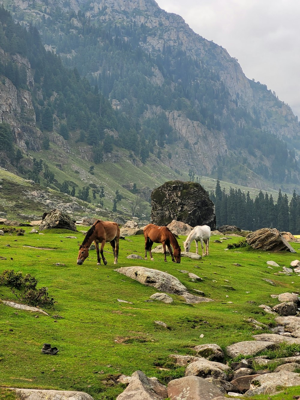 horses grazing on a mountain