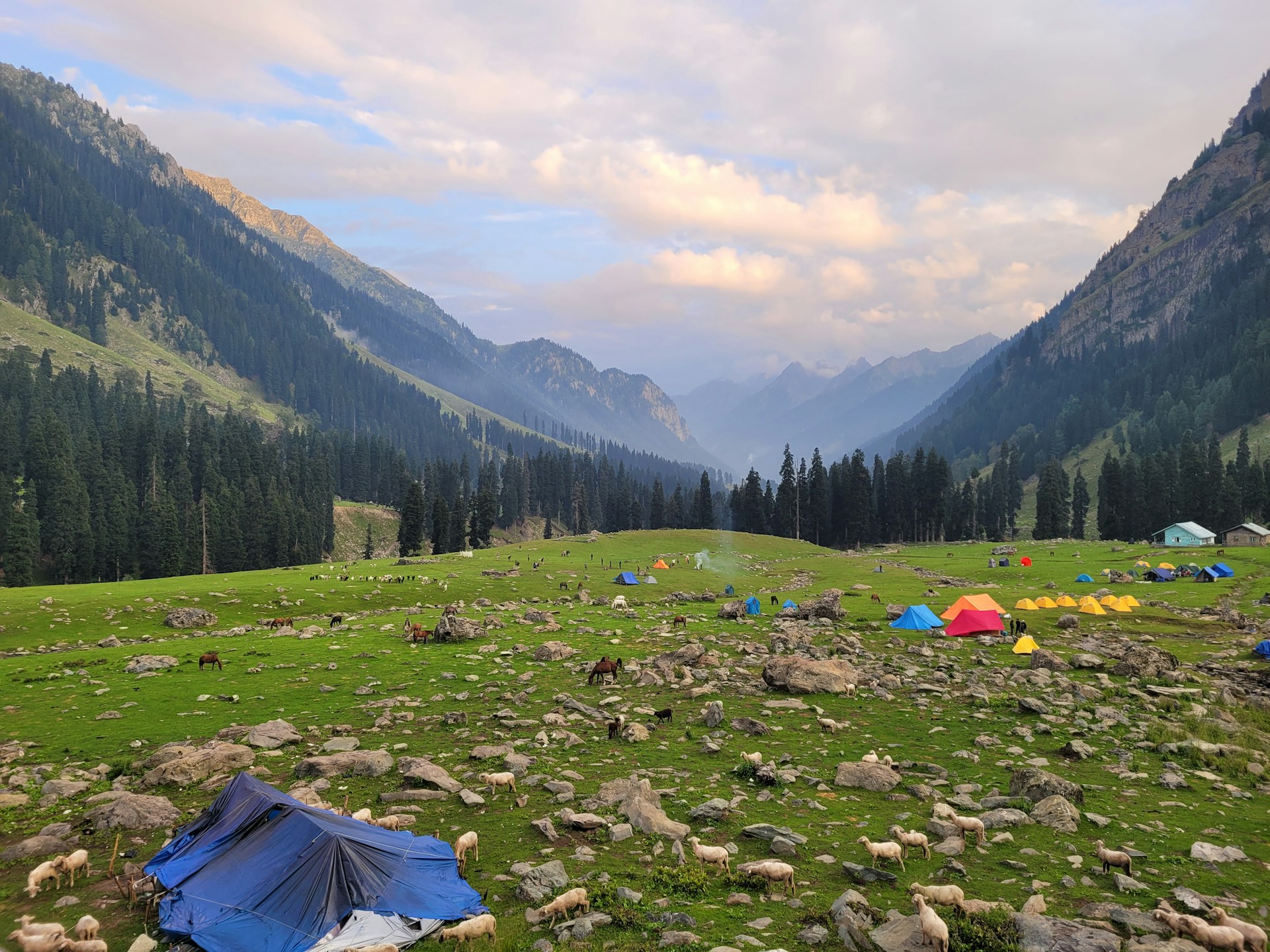 tents in a grassy field