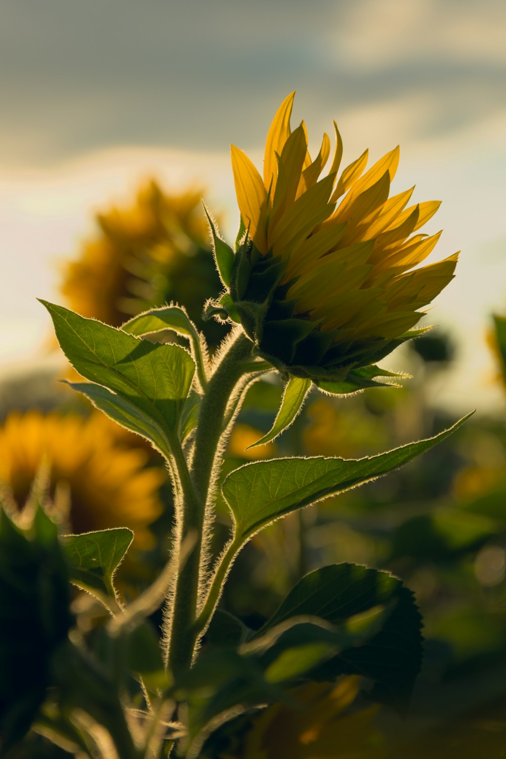 a close up of a sunflower