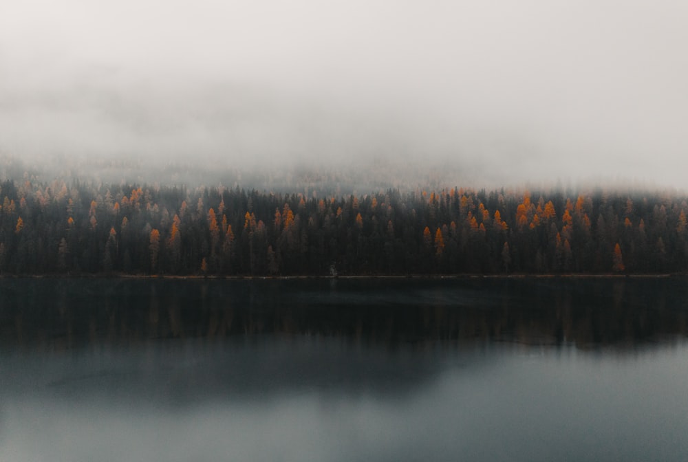 a body of water with trees around it