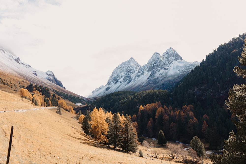 a dirt road with trees and mountains in the background