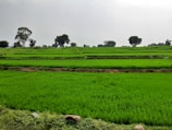 a large green field