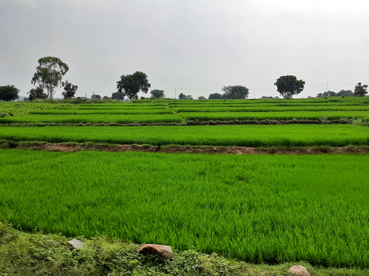 green paddy fields in rural India