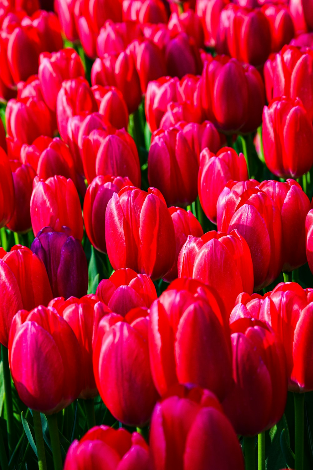 a group of colorful tulips