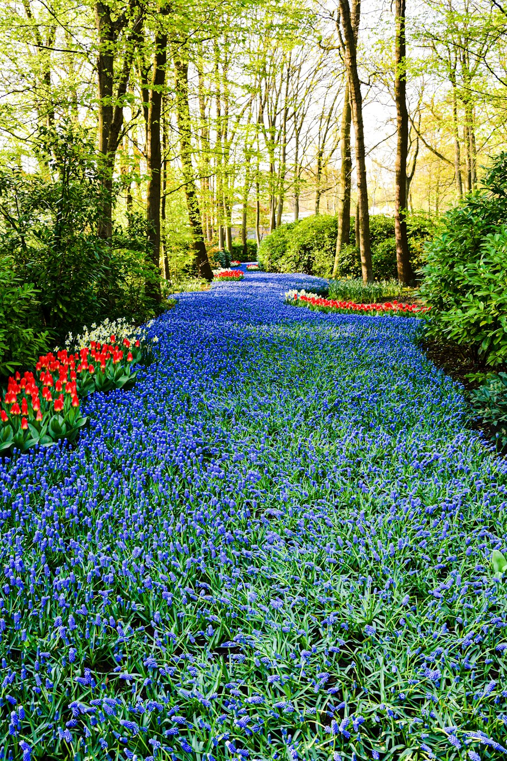 a field of flowers and trees