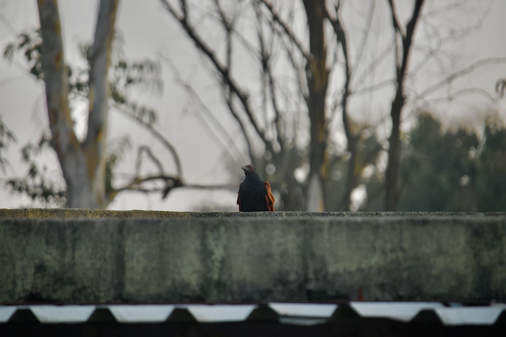 a bird sitting on a ledge