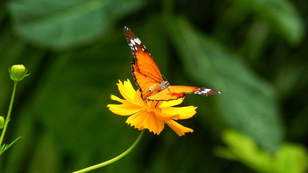 a butterfly on a flower