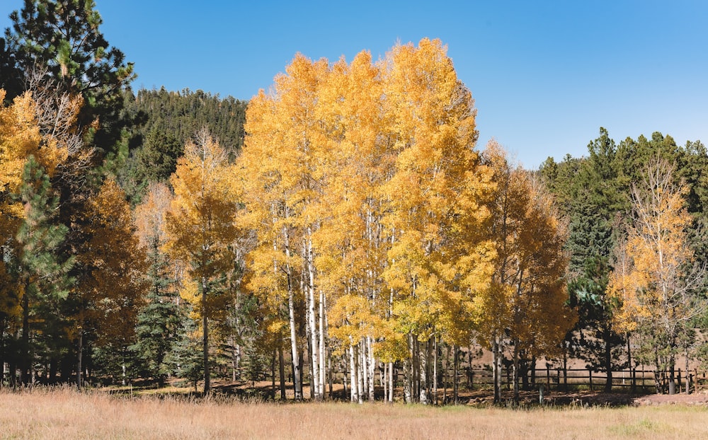 a group of trees