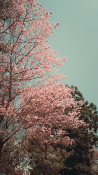 a group of trees with pink flowers
