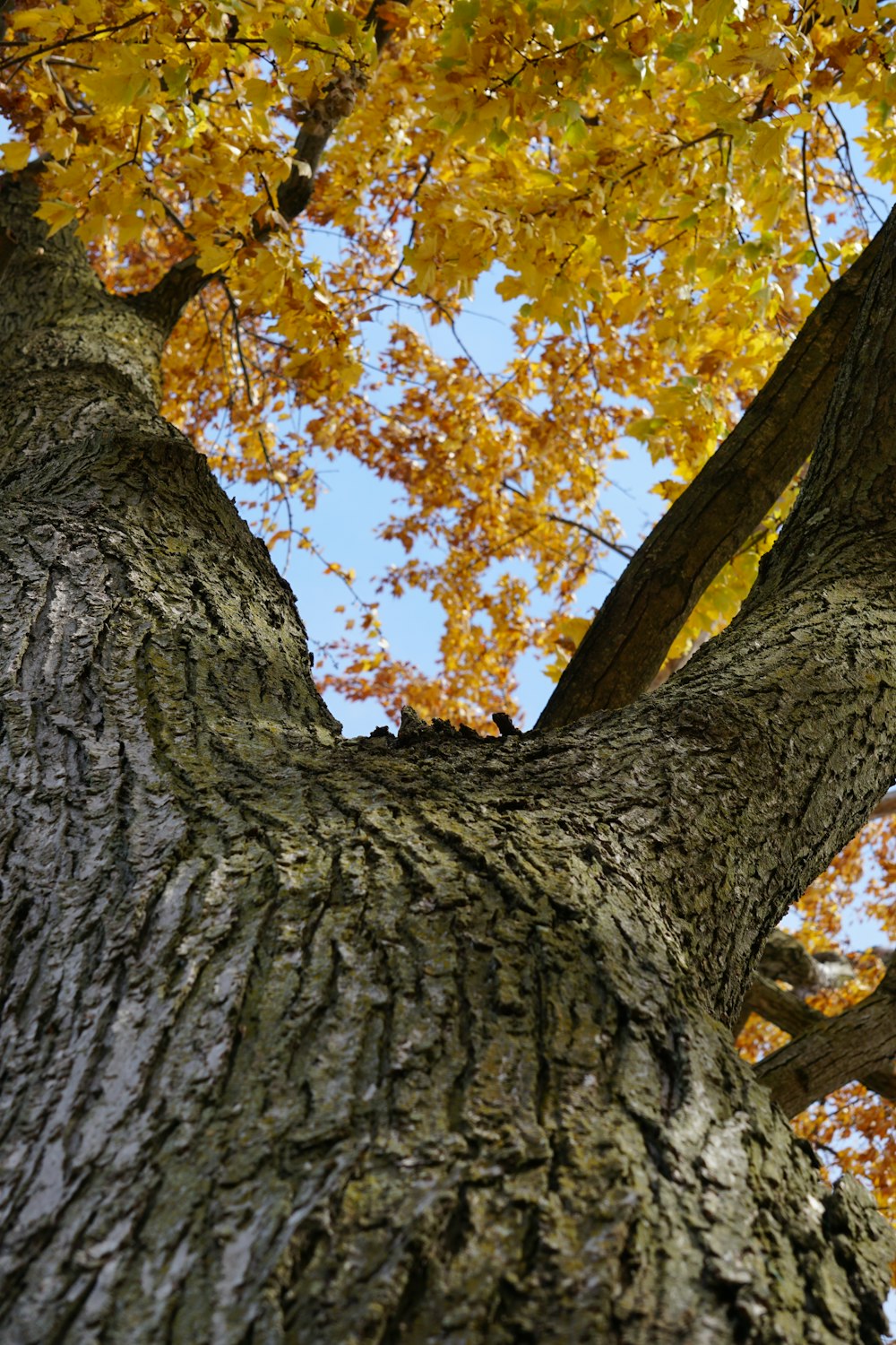 a tree trunk with yellow leaves