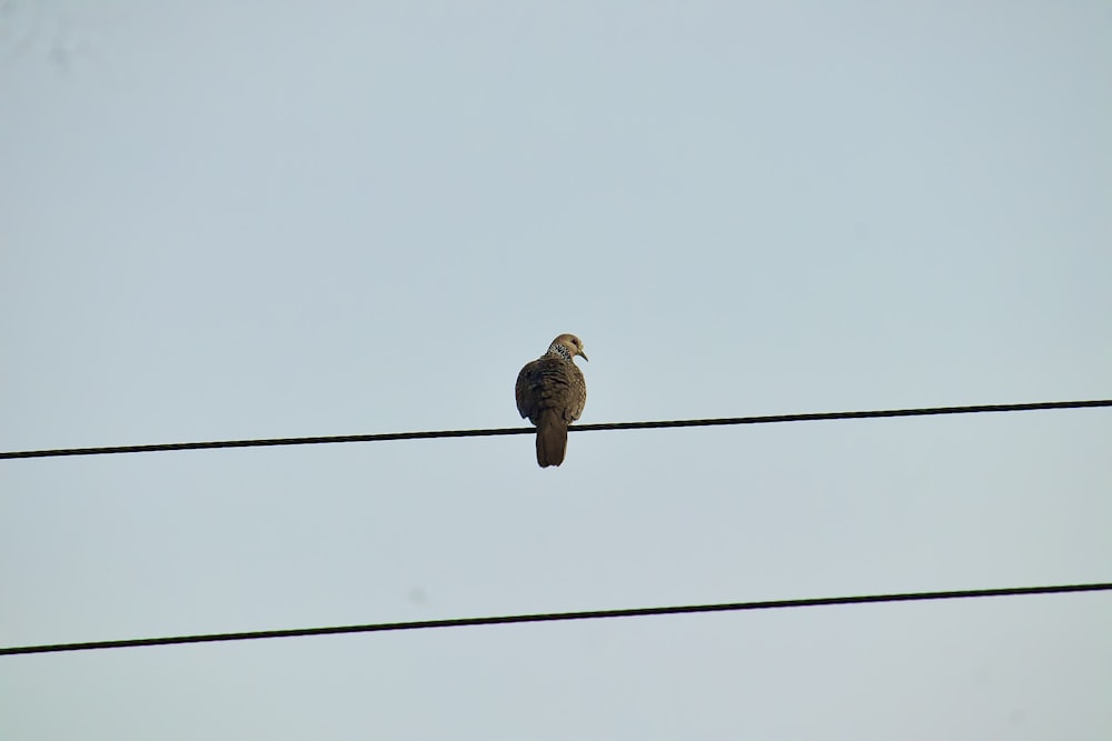 a bird sitting on a power line