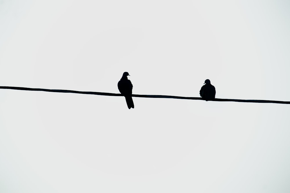 two birds sitting on a wire