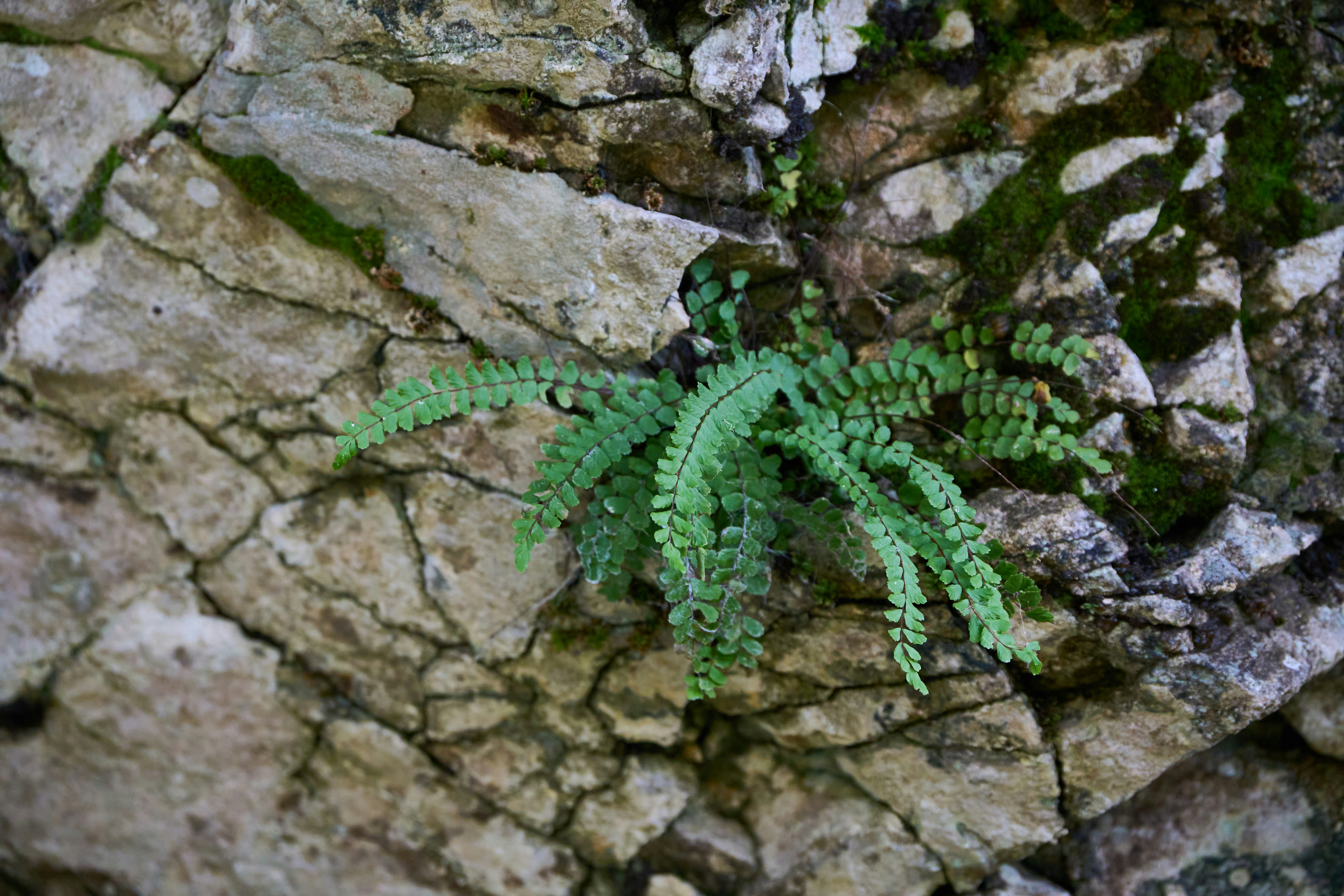 Photo by wolfgang_hasselmann