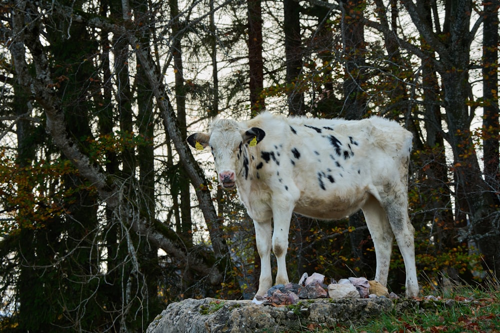a cow standing on a rock