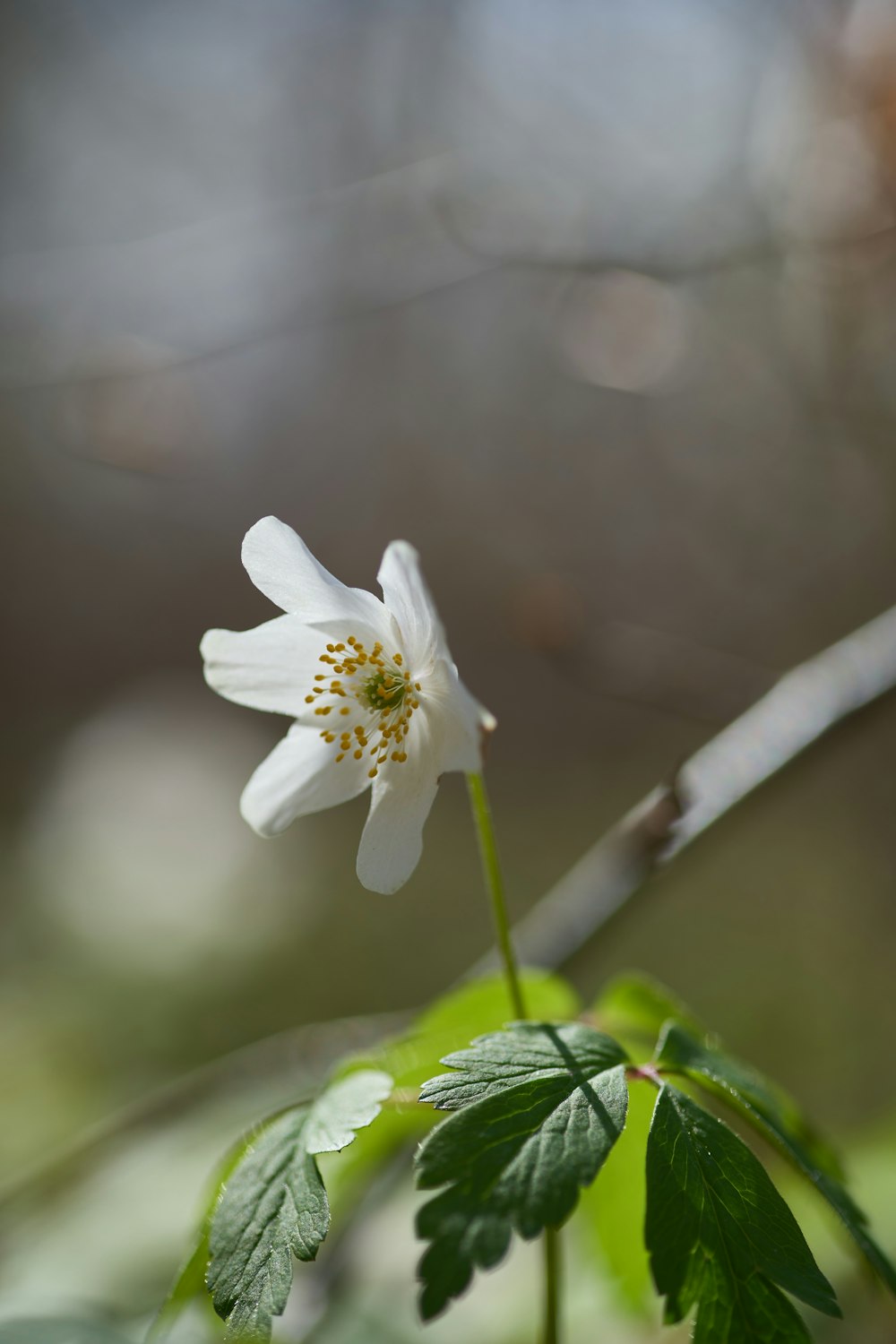 a white flower with green leaves