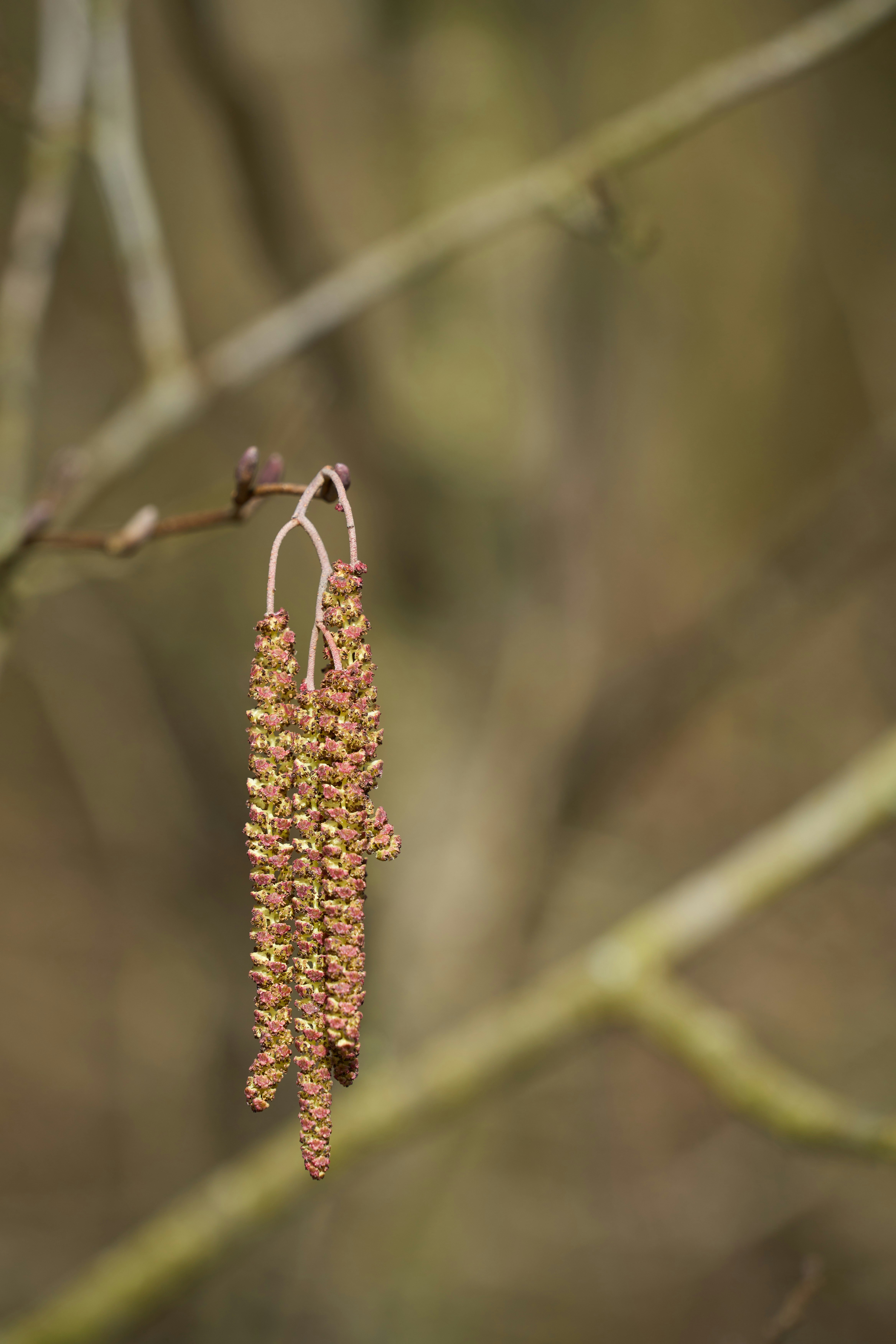 Photo by wolfgang_hasselmann