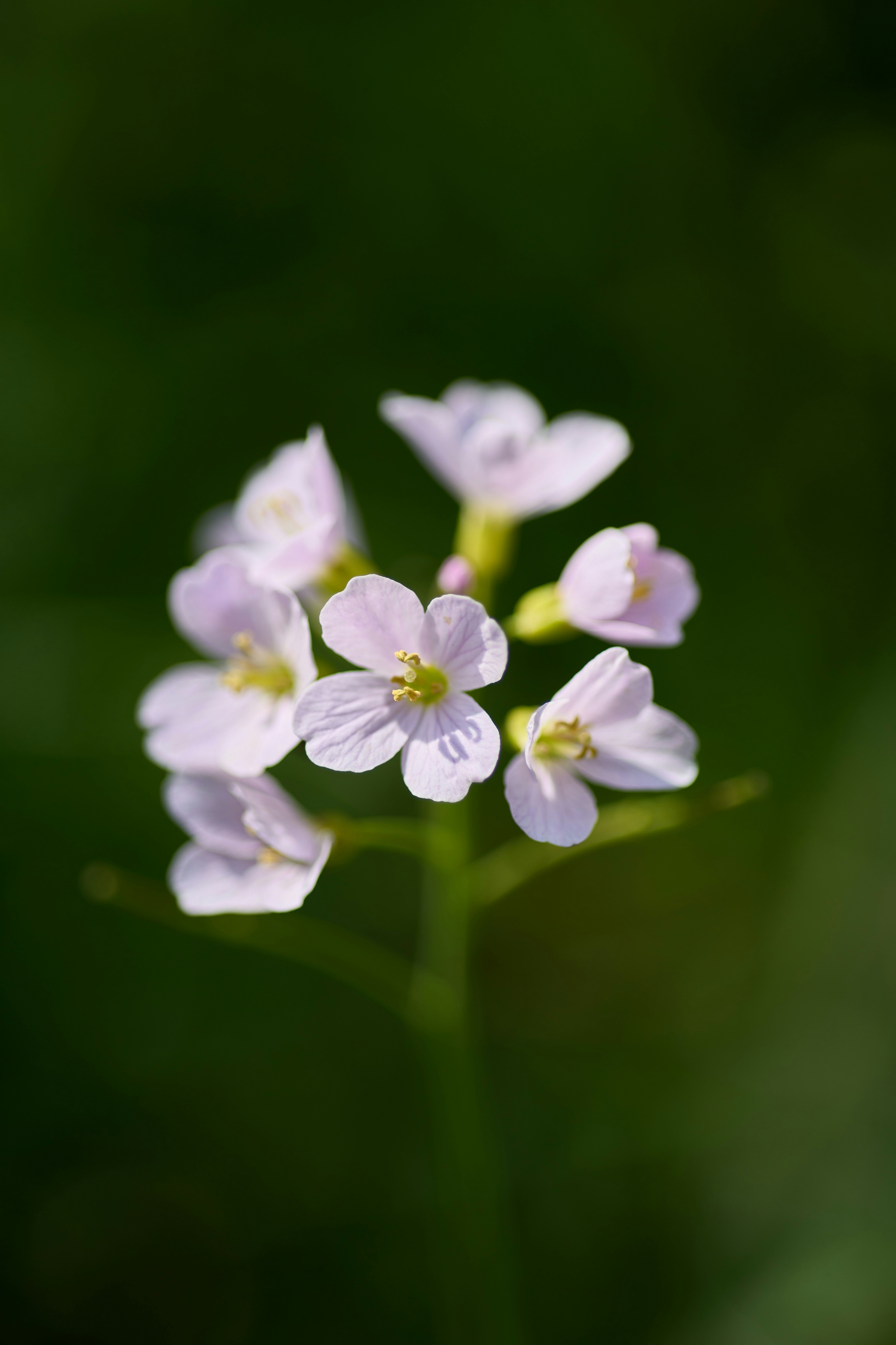 Photo by wolfgang_hasselmann