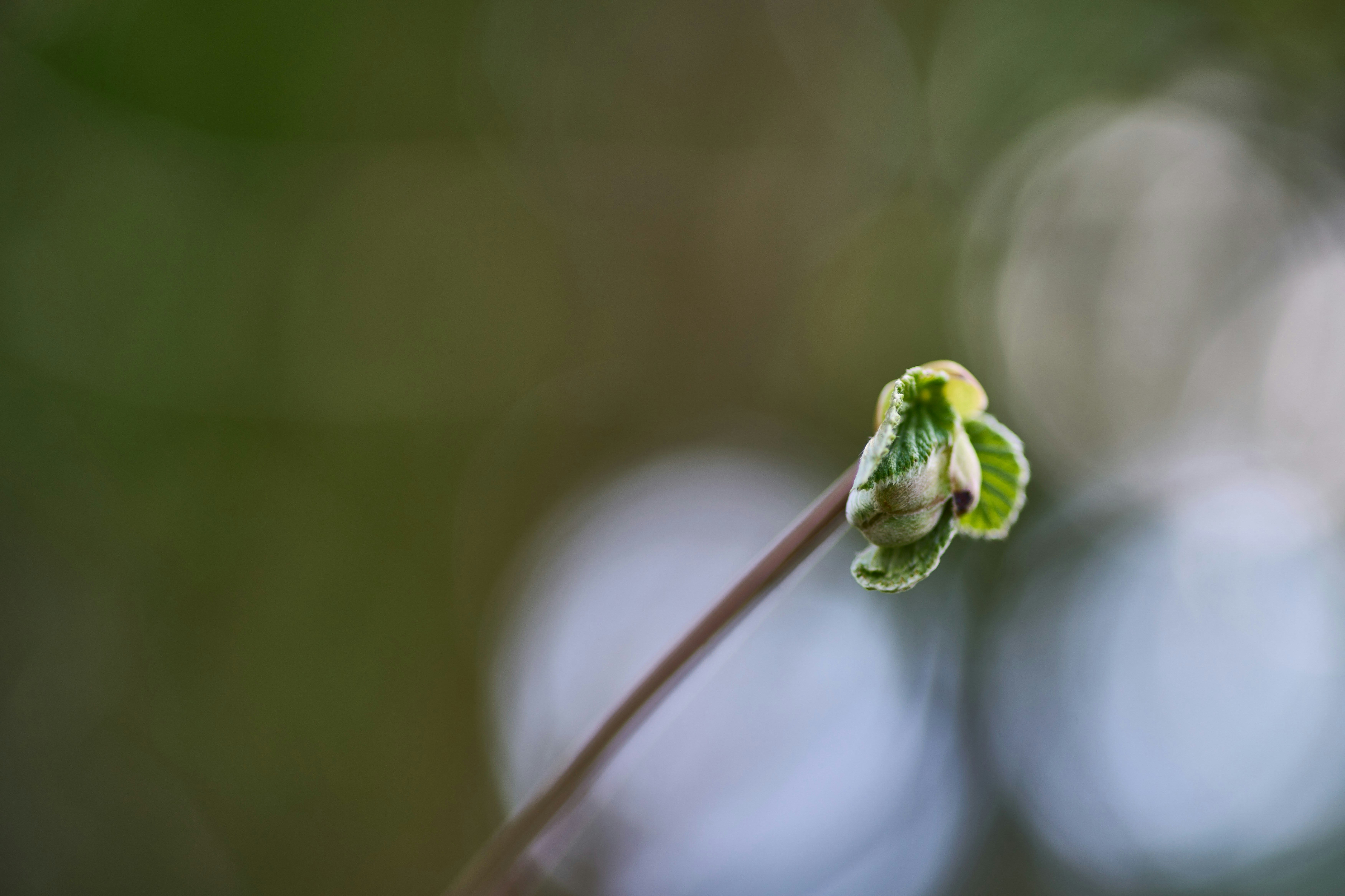 Photo by wolfgang_hasselmann