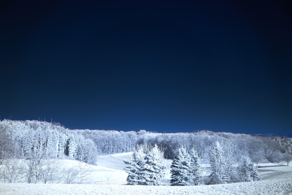 a snowy landscape with trees