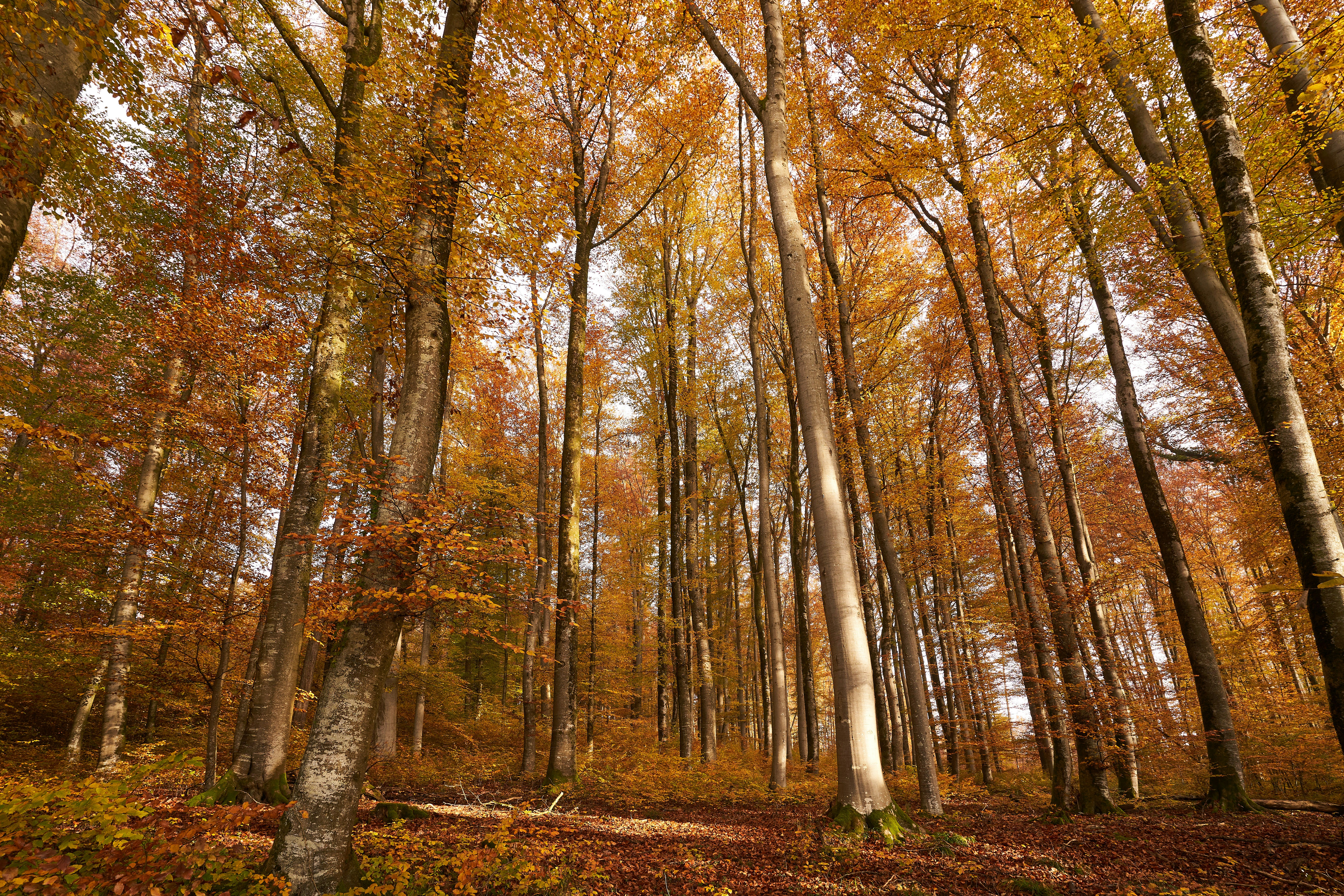 Photo by wolfgang_hasselmann