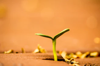 a small plant growing out of the ground