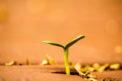 a small plant growing out of the ground representing slow growth
