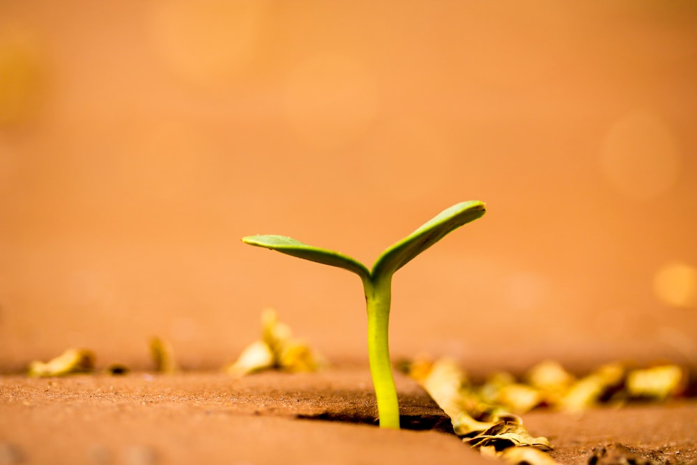 a small plant growing out of the ground