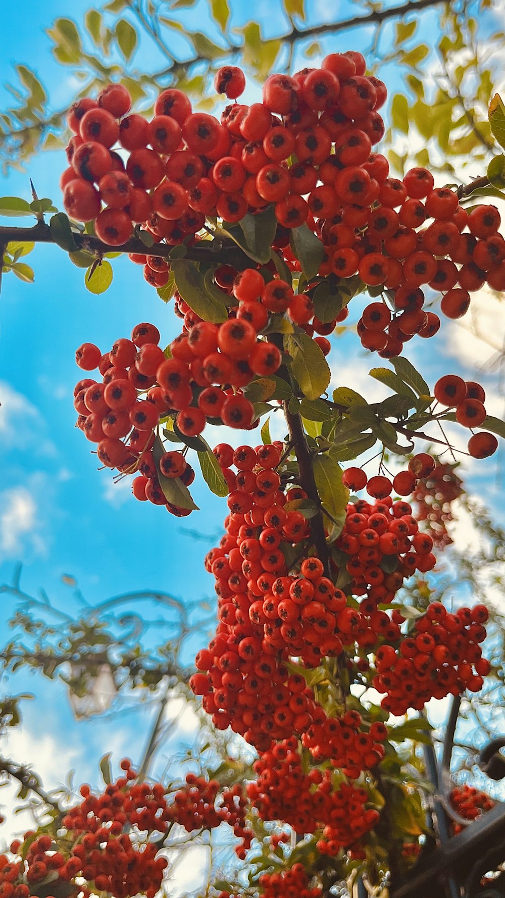 a tree with red berries