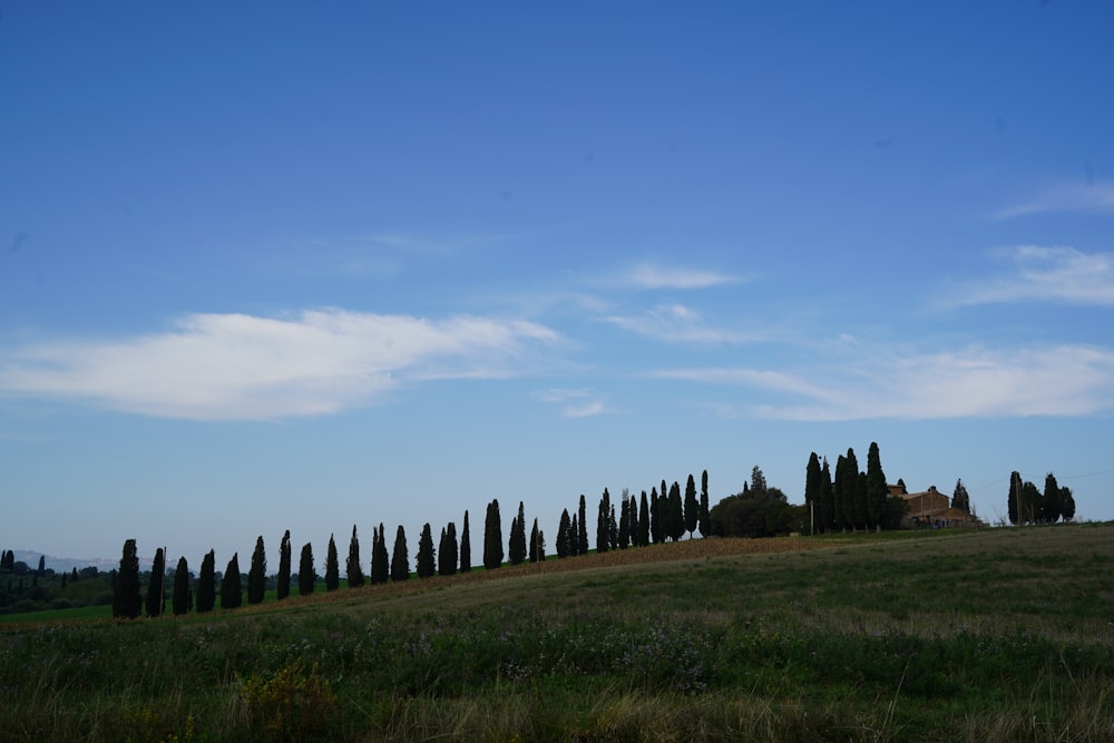 a grassy field with trees in the background