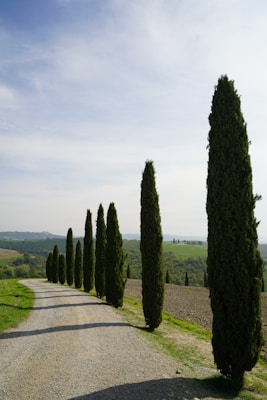 A serene landscape featuring a gravel path lined with tall, slender cypress trees on one side. The background reveals rolling green hills under a partly cloudy sky, creating a tranquil and picturesque rural scene.