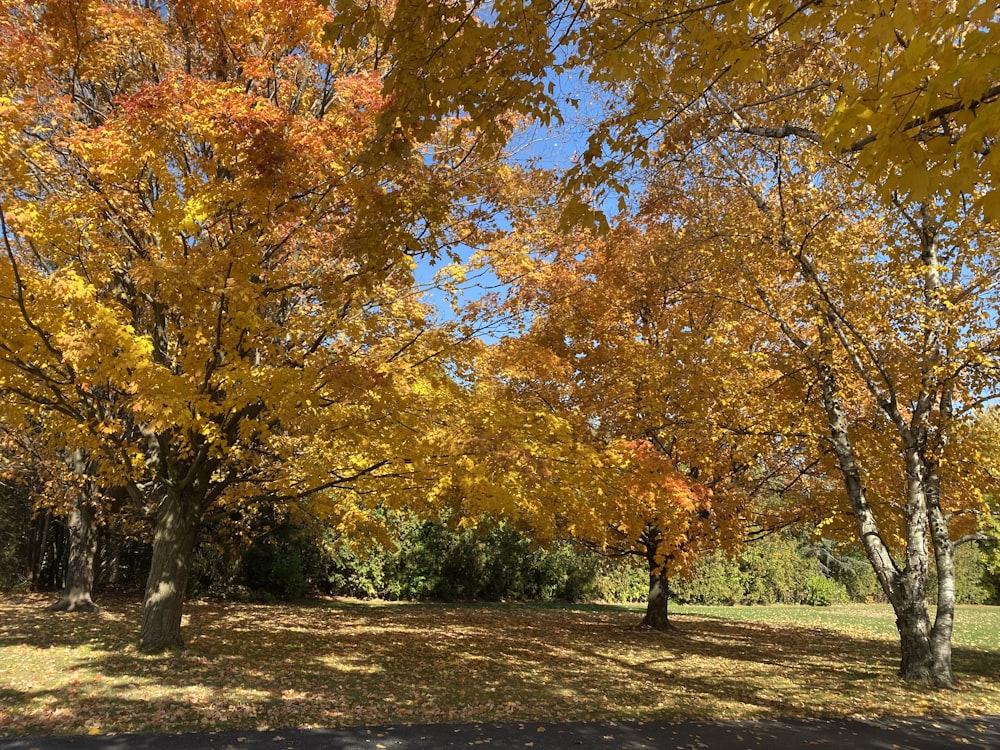 a group of trees with yellow leaves