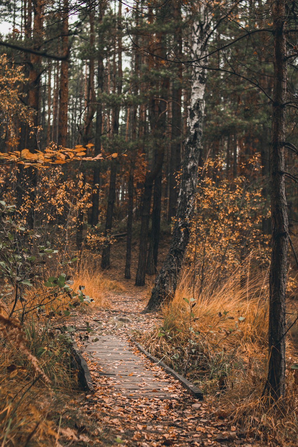 Un camino a través de un bosque