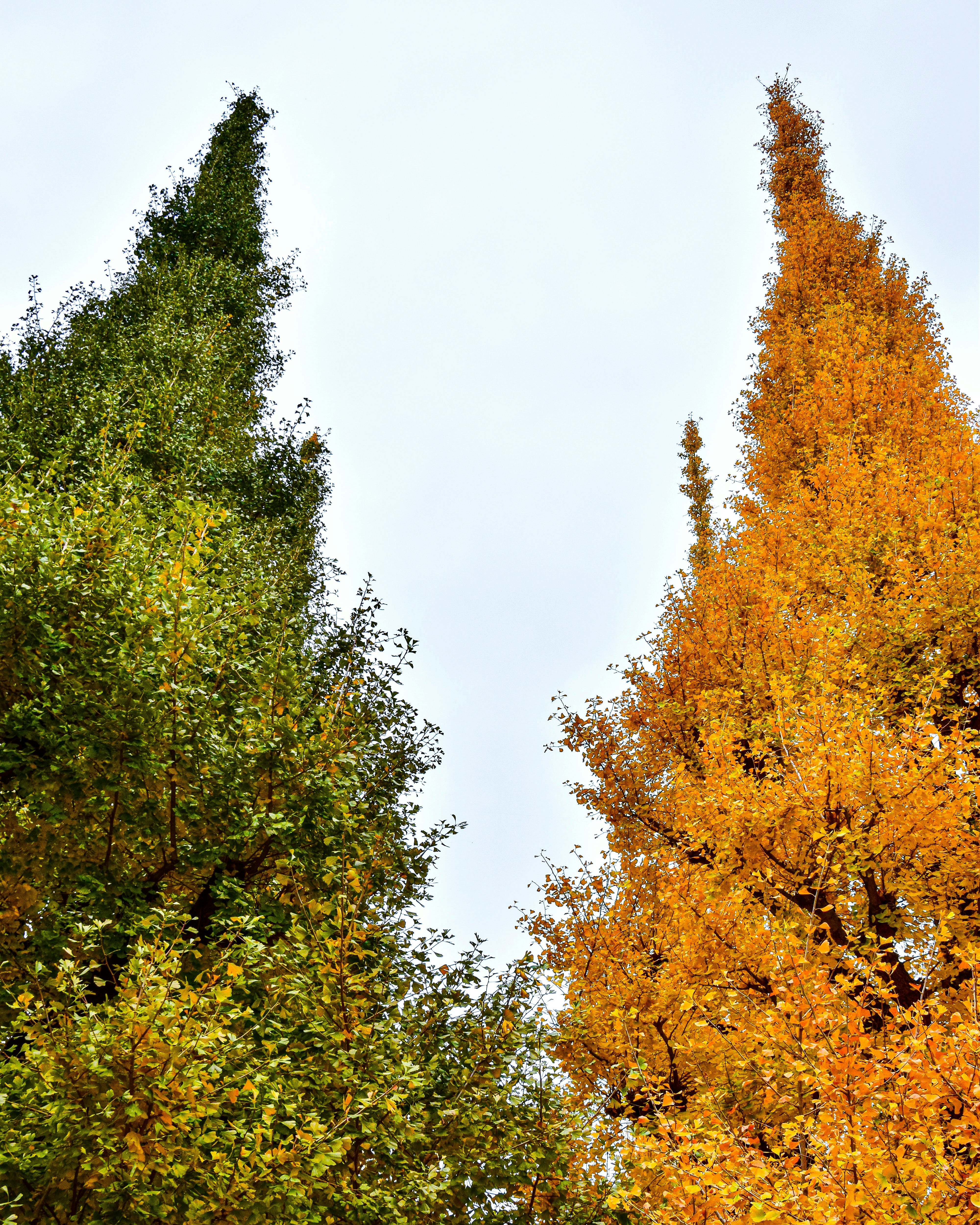 A group of trees with yellow leaves photo – Free Tokyo Image on Unsplash