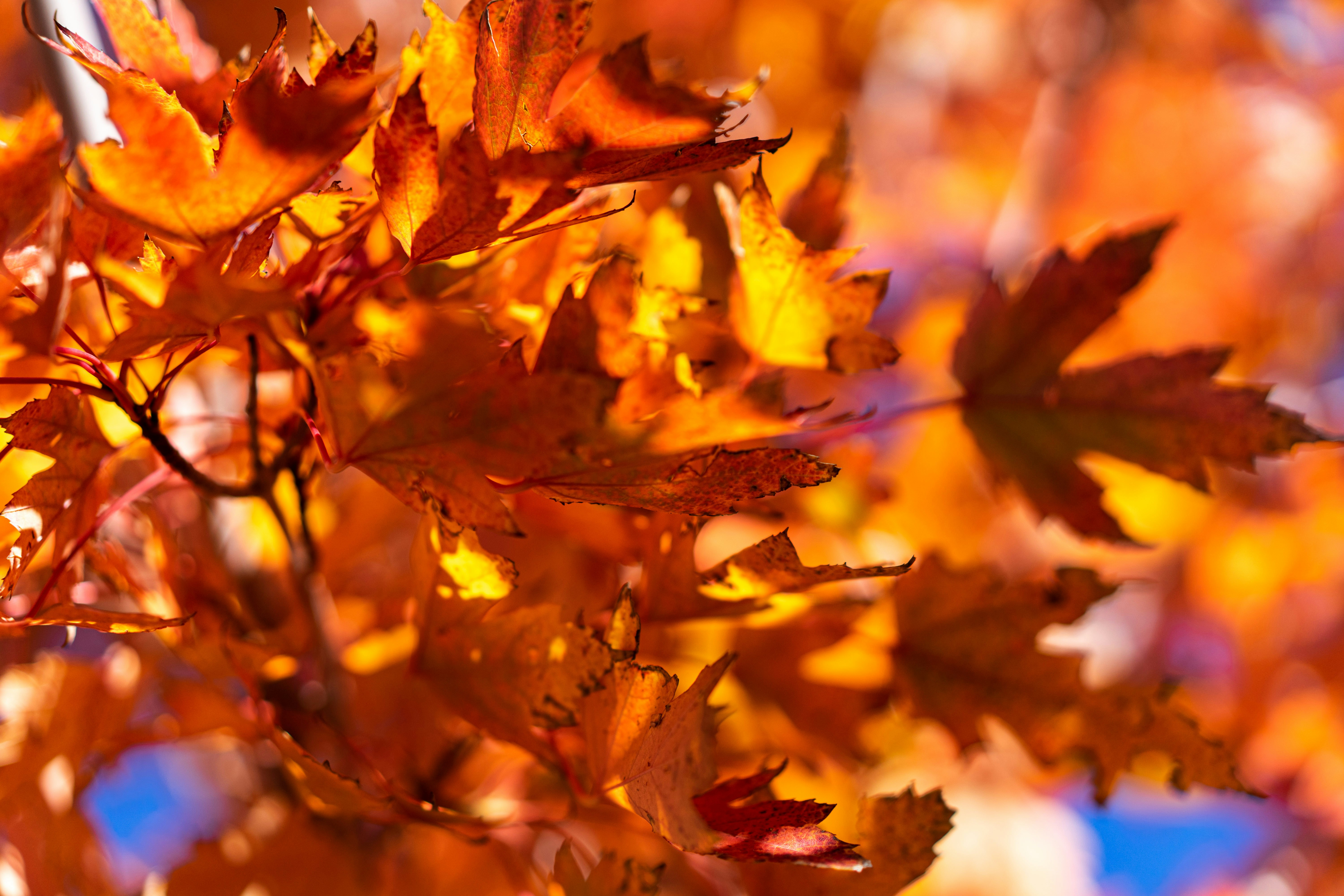 Photo by rebeccacolorado